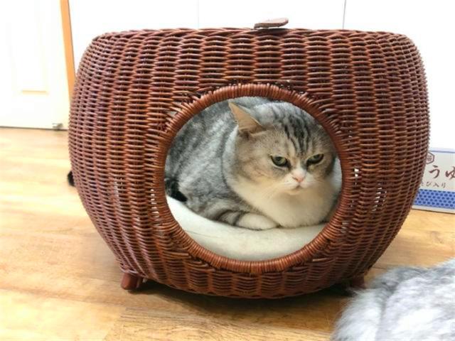铲屎官将猫窝放进洗衣机搅坏了,猫咪看到后都快哭出来了:给我赔 铲屎官将猫窝放进洗衣机搅坏了,猫咪看到后都快哭出来了:给我赔