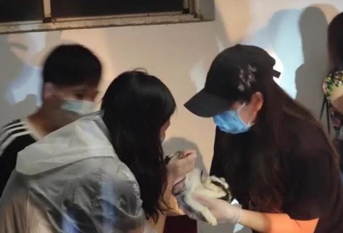 70只奶猫奶狗疑似被装快递盒遗弃，上海警民联手救援