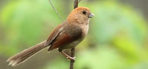 铜喉花蜜鸟多少钱,铜喉花蜜鸟吃什么,铜喉花蜜鸟好养吗