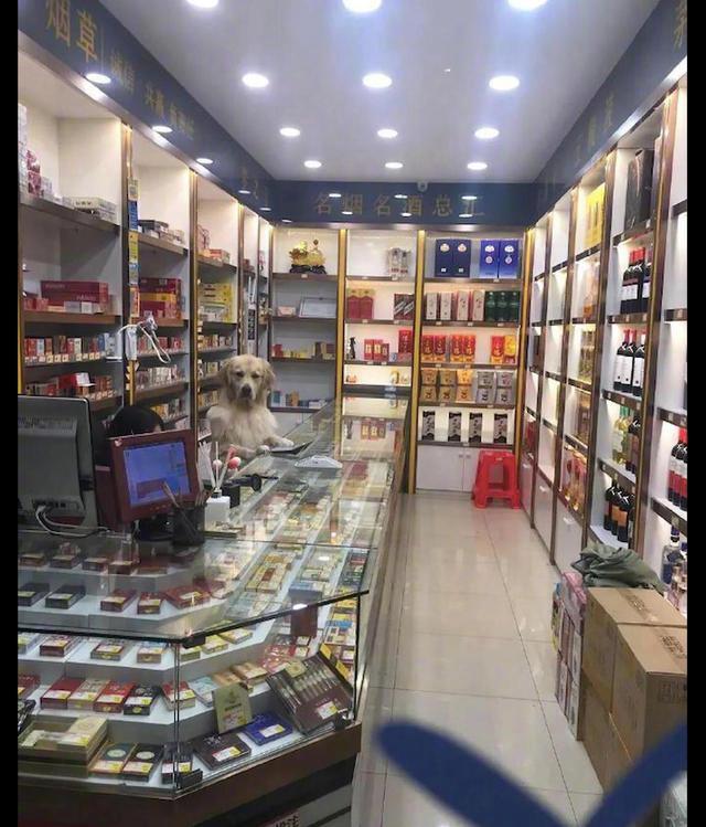 网友到店里买瓶水,却发现有只狗一本正经站在柜台边上,掌柜吗? 网友到店里买瓶水,却发现有只狗一本正经站在柜台边上,掌柜吗?