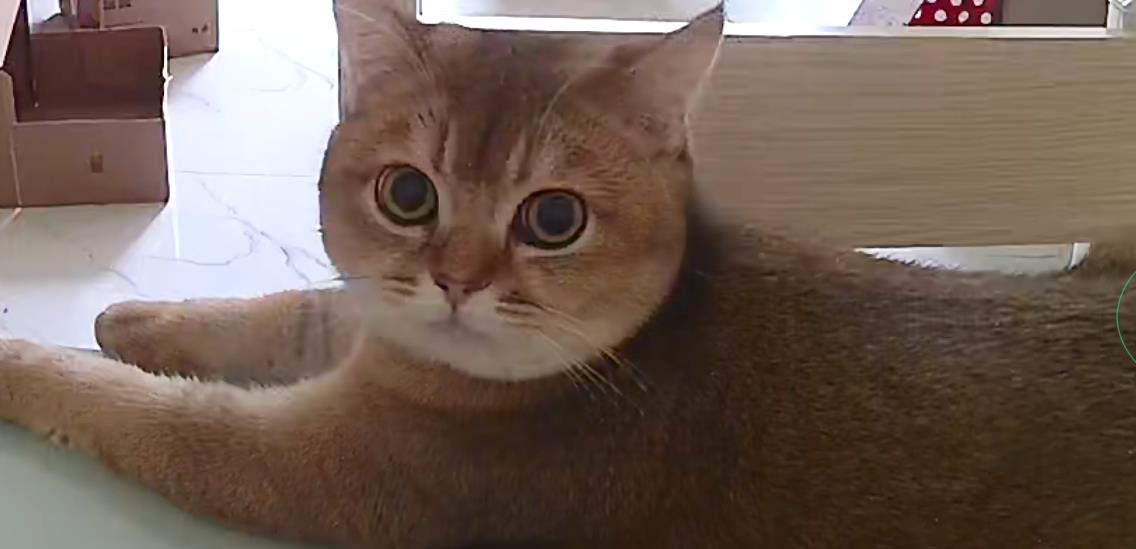 数学课上,老师带猫咪来当助教,结果猫咪趴在老师肩上扭动狂蹭! 数学课上,老师带猫咪来当助教,结果猫咪趴在老师肩上扭动狂蹭!