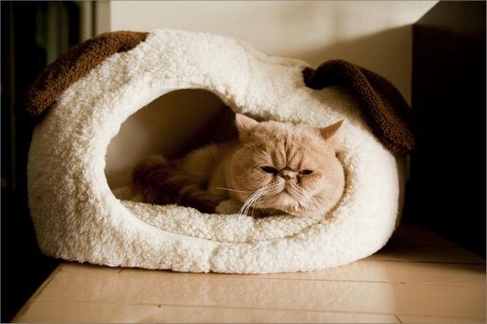 网购的猫窝尺寸不对,猫主子的举动让人不解:还可以抢救一下 网购的猫窝尺寸不对,猫主子的举动让人不解:还可以抢救一下