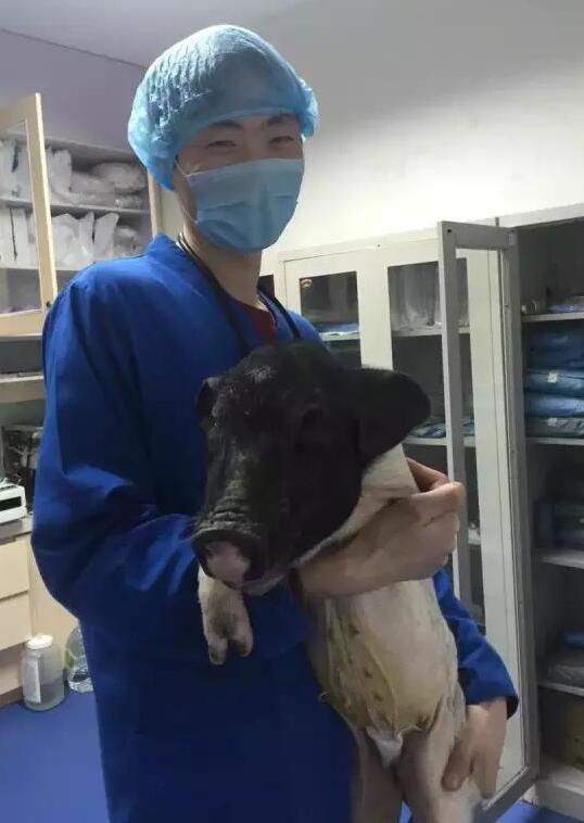 一头小香猪的绝育手术,超乎你的想象,简直就是猪的福音好嘛 一头小香猪的绝育手术,超乎你的想象,简直就是猪的福音好嘛