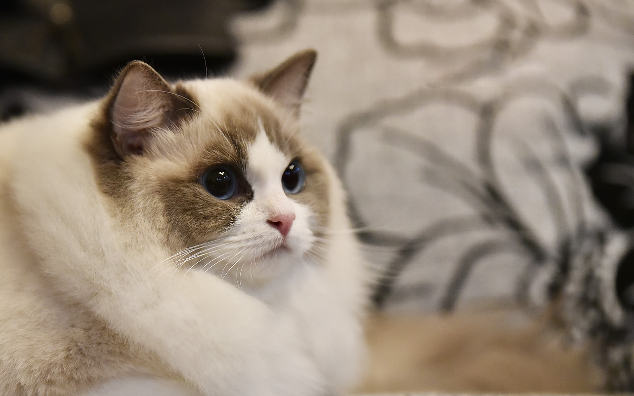花5000元买的猫咪死了 责任到底在谁? 花5000元买的猫咪死了 责任到底在谁?