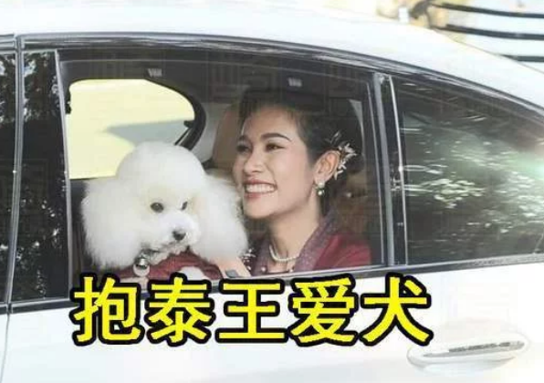 细节定成败贵妃诗妮娜学西拉米抱狗坐车,而苏提达将小狗扔脚边 细节定成败贵妃诗妮娜学西拉米抱狗坐车,而苏提达将小狗扔脚边