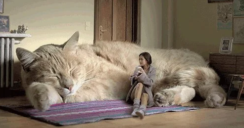 日本幼猫的经济 | “猫咪经济学”：猫咪对日本GDP的贡献，远超过偶像团体AKB48