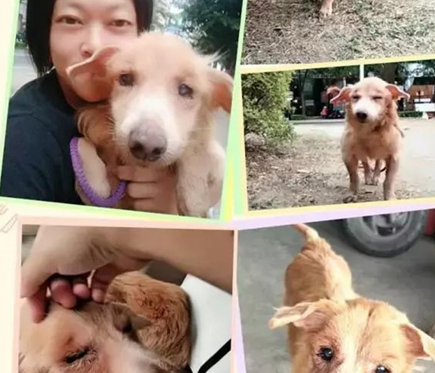 导盲犬被遗弃垃圾堆旁,口腔癌已无法进食,好在有人及时伸出援手 导盲犬被遗弃垃圾堆旁,口腔癌已无法进食,好在有人及时伸出援手
