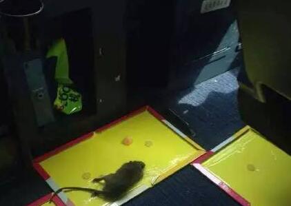 杭州飞西双版纳的一架航班起飞不久突然返航！竟是因为一只老鼠...