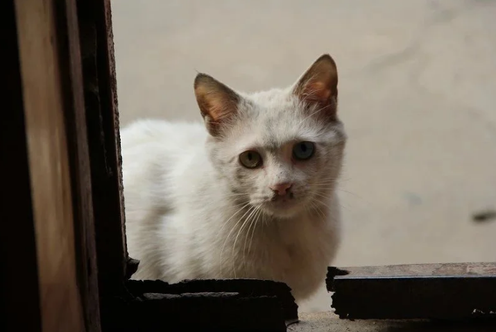洛阳一小区流浪猫伤人,投喂者和物业公司,谁该担责? 洛阳一小区流浪猫伤人,投喂者和物业公司,谁该担责?