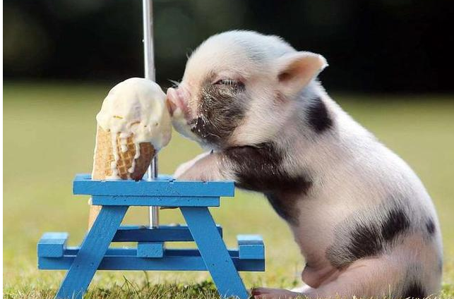 香猪真的长不大么