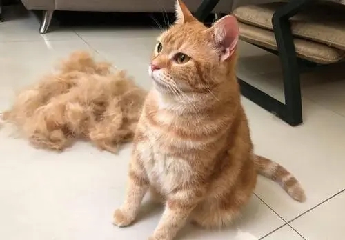 北极一岛内禁止养猫，岛民给“偷渡”的猫改名，以后叫它北极狐了
