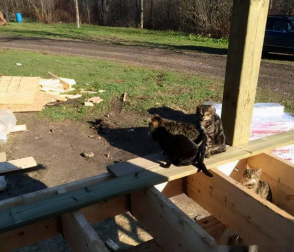 前屋主遗弃20多只猫,新主人本不爱猫,却因这件事留下它们... 前屋主遗弃20多只猫,新主人本不爱猫,却因这件事留下它们...
