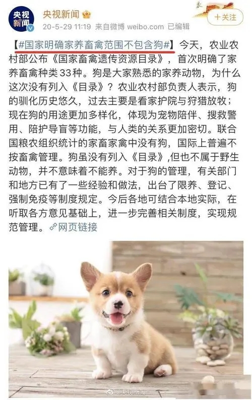 辟谣,肉犬真的存在吗?买卖市场的背后,却是千家万户的哭泣声