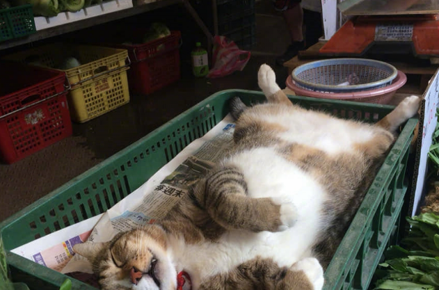 菜摊老板带猫主子来看摊，一转身猫主子睡成猪，网友：“扣工资”