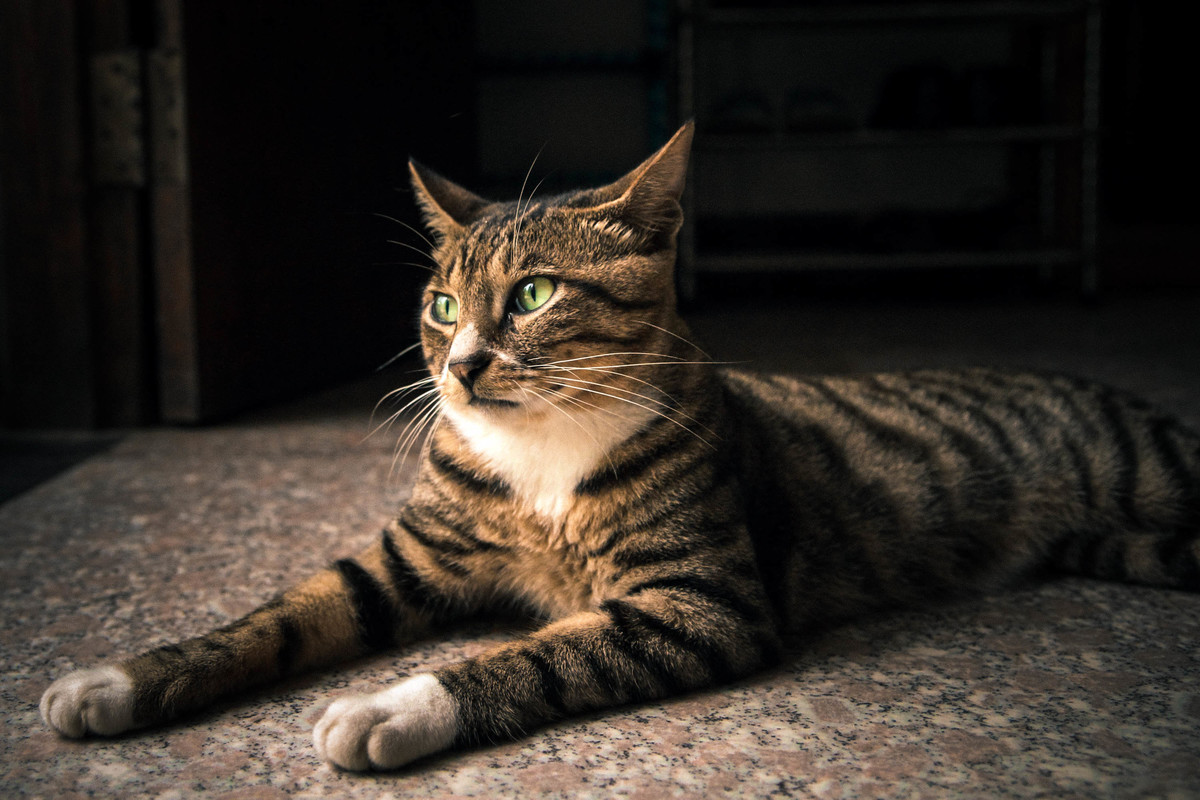 猫咪缩在角落里一动不动,主人却只顾拍照:平时不是挺横的吗? 猫咪缩在角落里一动不动,主人却只顾拍照:平时不是挺横的吗?