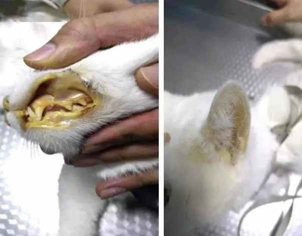 只有胖猫才会得脂肪肝? 只有胖猫才会得脂肪肝?