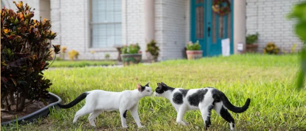 【猫行为】缓解猫咪打架的行为辅助产品