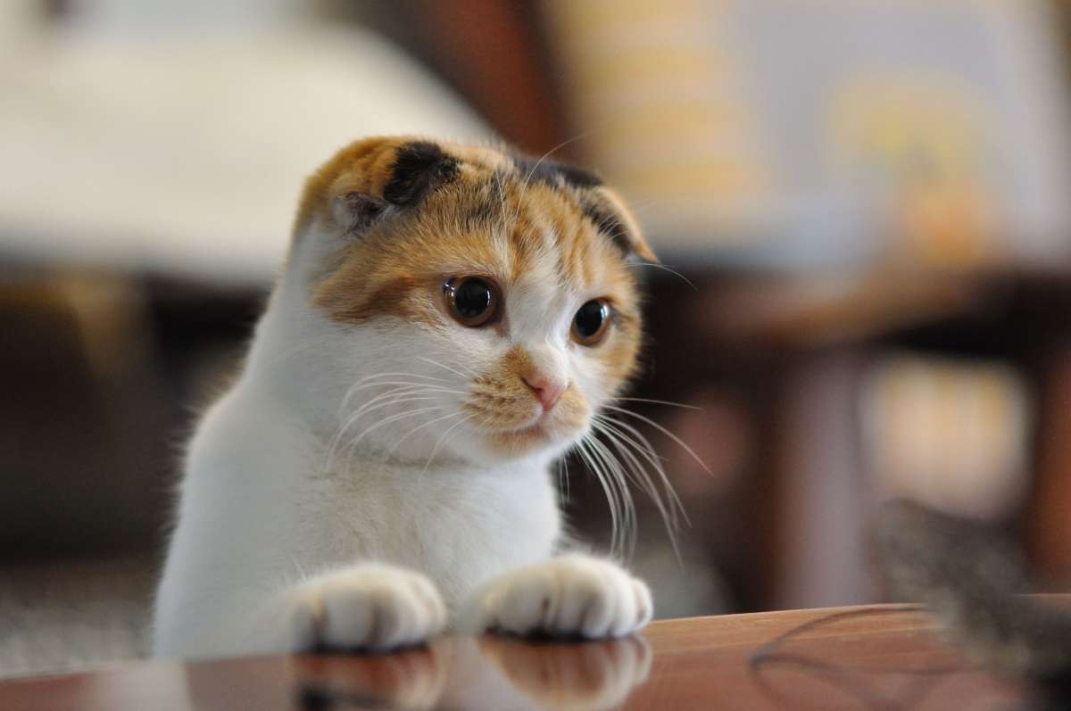 橘猫睡觉时,将脚搁在另一只猫身上,这场景是不是看着特别熟悉 橘猫睡觉时,将脚搁在另一只猫身上,这场景是不是看着特别熟悉