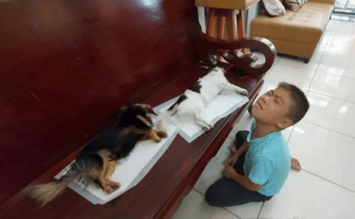 狗狗绝育后麻药未退，小男孩误以为它们死了，吓得跪地痛哭