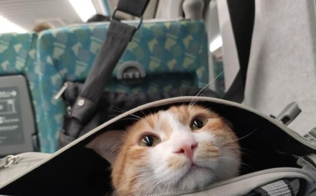 猫咪突破安检上车,被抓后小碎步过于搞笑:我不能回乡探亲? 猫咪突破安检上车,被抓后小碎步过于搞笑:我不能回乡探亲?