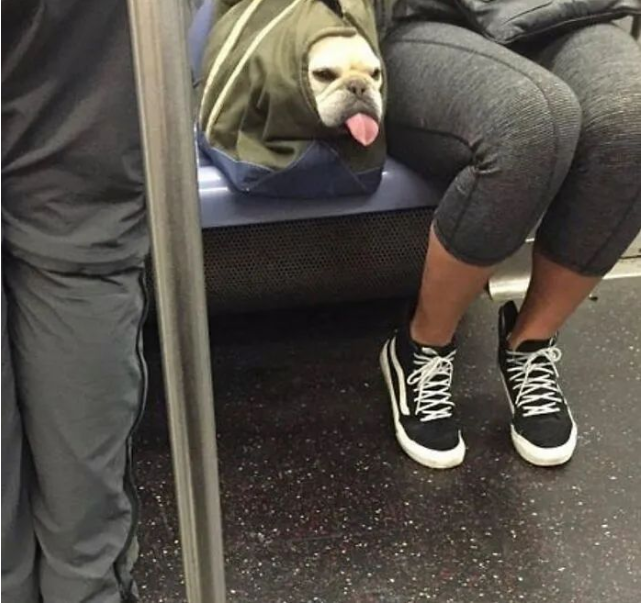 一波被主人装进袋子里的狗狗，委屈又可爱的样子……太搞笑了！