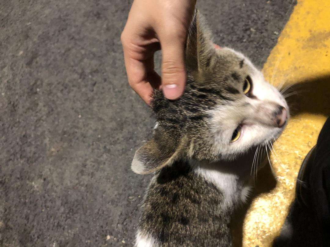 流浪小猫迷失荒野,孤单无伴茫然游荡,偶遇夫妇俩,紧紧跟在身后 流浪小猫迷失荒野,孤单无伴茫然游荡,偶遇夫妇俩,紧紧跟在身后