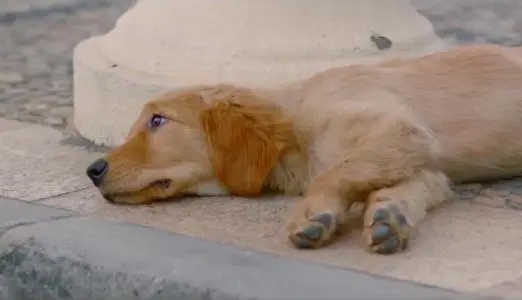 年迈主人路边突然昏倒,忠犬着急狂舔,最后捡回主人的命! 年迈主人路边突然昏倒,忠犬着急狂舔,最后捡回主人的命!
