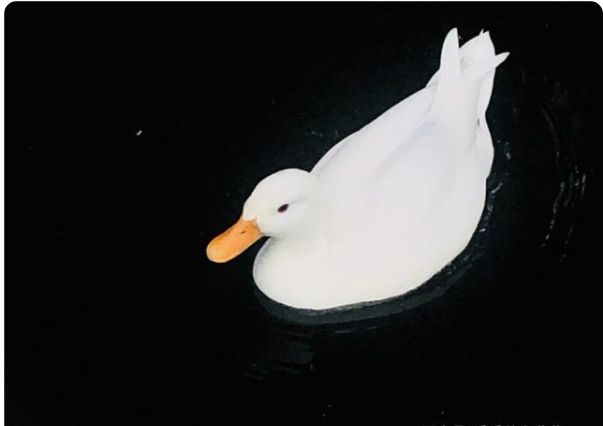 身价不菲的柯尔鸭真有那么难养吗?看完这些你就知道了 身价不菲的柯尔鸭真有那么难养吗?看完这些你就知道了