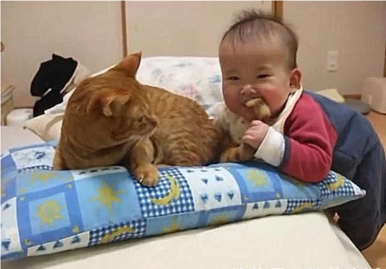 橘猫趴在那打盹,宝宝一口咬住了它的尾巴,妈妈看清后心放了下来 橘猫趴在那打盹,宝宝一口咬住了它的尾巴,妈妈看清后心放了下来