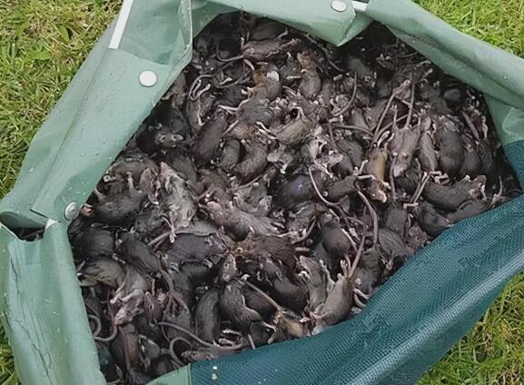 新南威尔士州政府计划采取一项强力措施,即准备5000升抗凝血毒饵溴敌