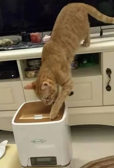 买自动喂食器后，橘猫把喂食器都要抠坏了，主人：你胃是无底洞吗