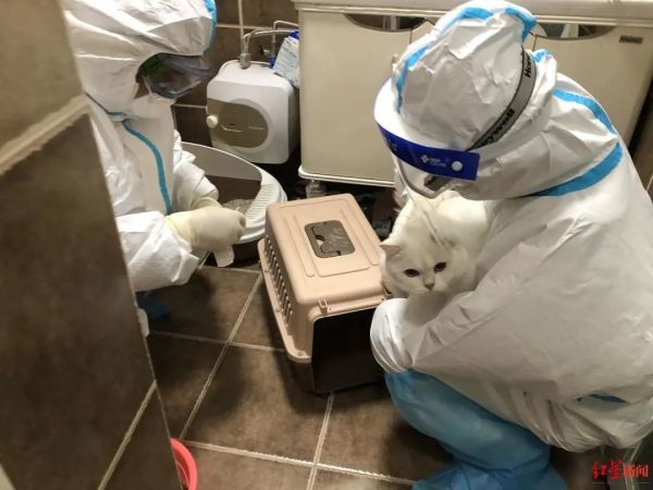 主人被隔离，防疫人员带罐头给猫咪验核酸，央视网评“宠物被扑杀”：别拿别人宠物当畜生
