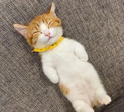 熊孩子来家里做客后，小奶猫竟被染成了彩色：真是有点儿过分了