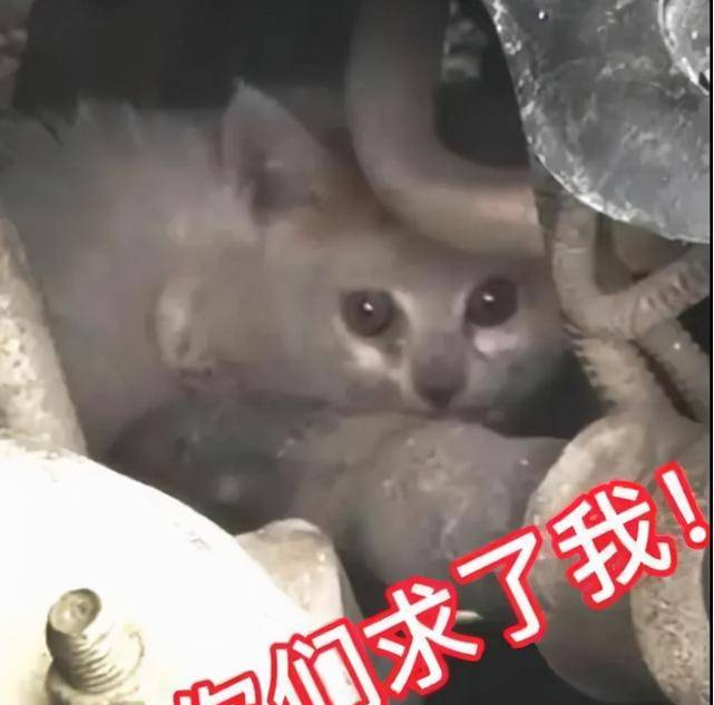 暖心！小猫躲进车底盘，沈阳众多居民接力救猫崽