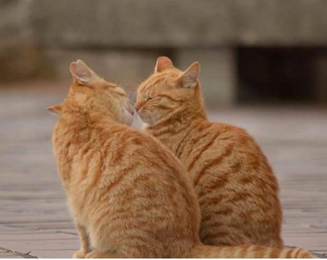 养两只猫是什么体验？痛并快乐着！看看戳中你的心没？