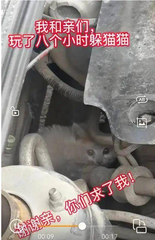 暖心！小猫躲进车底盘，沈阳众多居民接力救猫崽