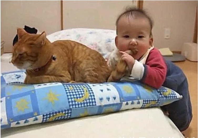 橘猫趴在那打盹，宝宝一口咬住了它的尾巴，妈妈看清后心放了下来