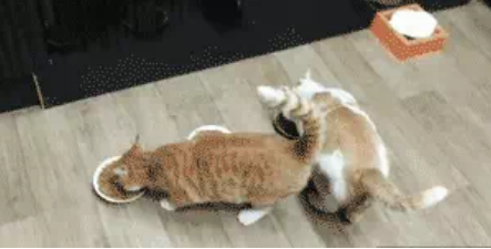 笑尿！网红加菲猫模样霸气又潦草，面包脸走出了十级飓风的样子？