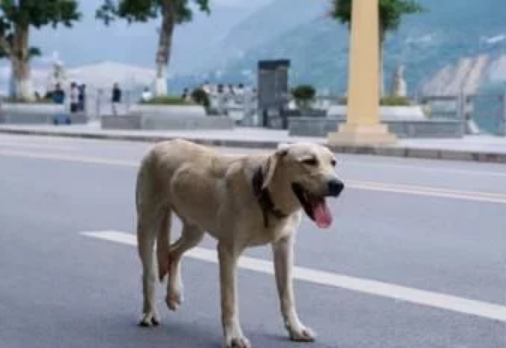 《忠犬流浪记》：狗被人选择一时，却追随了主人一生！