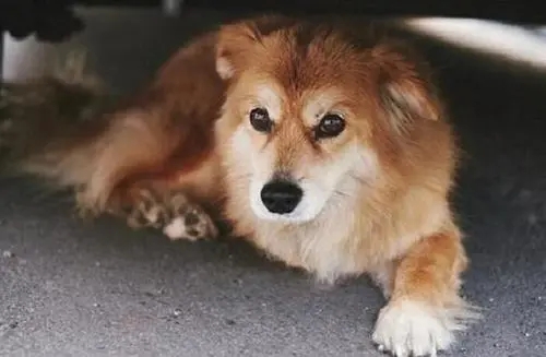 狗狗经常偷跑出去，当主人找到它时，简直让人哭笑不得！