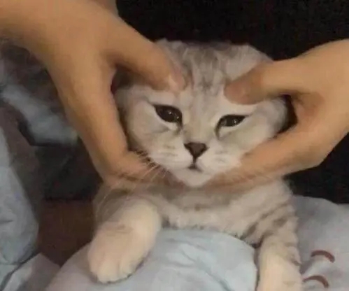 日本有家“猫咪按摩店”,技师都是可爱的猫,猫奴们不去消费下吗 日本有家“猫咪按摩店”,技师都是可爱的猫,猫奴们不去消费下吗