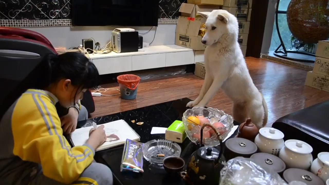 狗狗不满自己被忽视，打扰主人写作业，文档被它“敲出”一堆字母