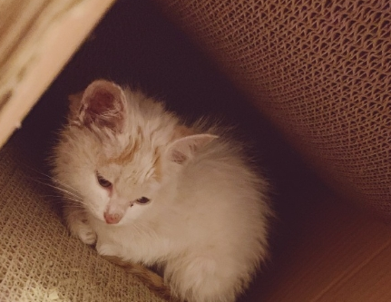 小猫躲进猫抓板不出来，主人躲起来观察，最后却选择把猫送走