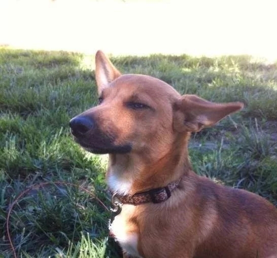 柯基被腊肠犬强上，三个月后生下一只独子，主人看了差点笑到岔气