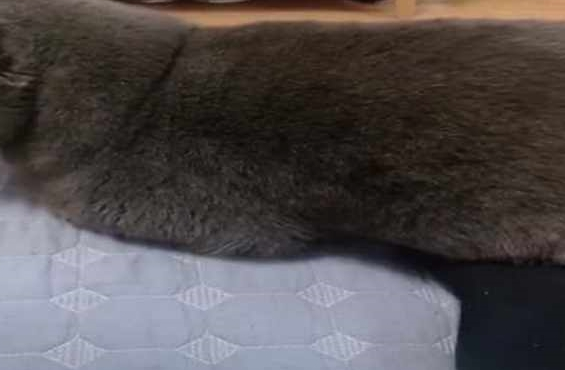 主人让猫咪暖脚,蓝猫转过头就是一脸嫌弃的模样,这小眼神好幽怨 主人让猫咪暖脚,蓝猫转过头就是一脸嫌弃的模样,这小眼神好幽怨