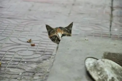 流浪猫躲在门口，偷看宠物猫，当看清它的眼神时，我哭了！