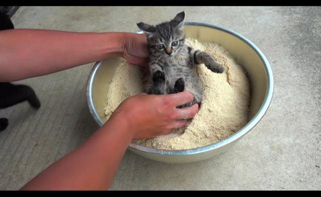主人给猫全身涂满米糠粉，还以为要下油锅，猫：隔壁小孩都馋哭了