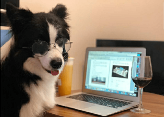 边牧犬全身被砍数十刀，伤口触目惊心，太残忍了！
