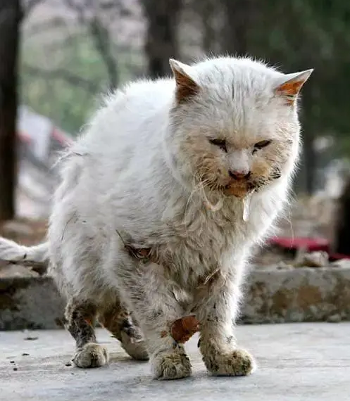 这只流浪猫有22根指头让人以为是缺陷,但他却因此有超酷能力!