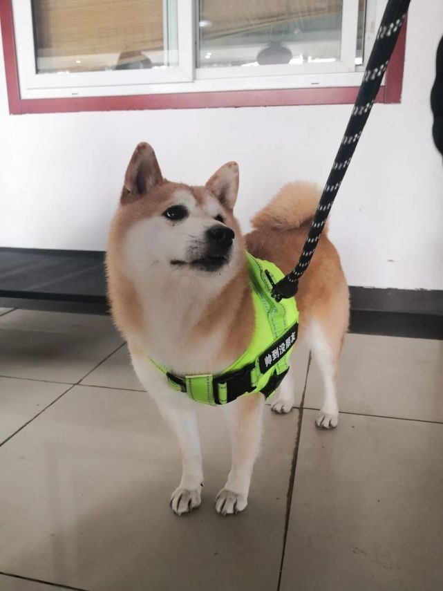 16万元拍下的“网红柴犬”登登,踏上回家之路!方式万万没想到…. 16万元拍下的“网红柴犬”登登,踏上回家之路!方式万万没想到….